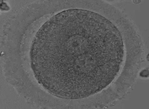 胚胎发育第一天.jpg
