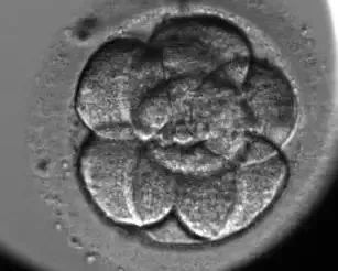 胚胎发育第三天.jpg