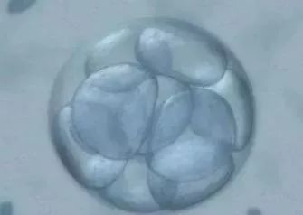 胚胎发育第四天.jpg
