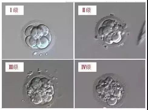 Ⅰ-Ⅳ级胚胎示例.jpg